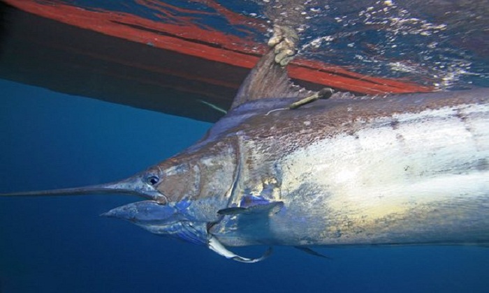 Fish under threat from ocean oxygen depletion, finds study 